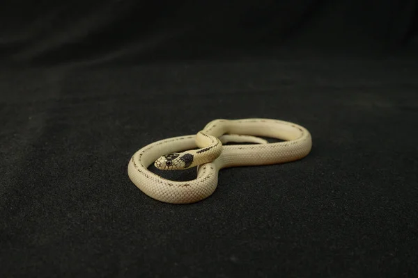 Serpiente blanca con manchas negras signo infinito animal exótico mascota terrario —  Fotos de Stock