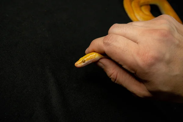 Mano masculina sostiene una serpiente amarilla por la cabeza extrae veneno naturaleza animal doméstica terrariumística exótica —  Fotos de Stock