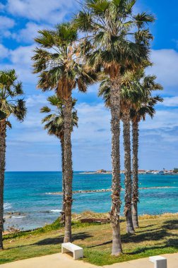 Paphos 'un bahar kıyılarının cazibesi denizin parlak renginden, tuhaf kıyı kayalarından ve büyük ve küçük çiçek açan bitkilerden oluşur.    