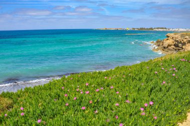 Paphos 'un bahar kıyılarının cazibesi denizin parlak renginden, tuhaf kıyı kayalarından ve büyük ve küçük çiçek açan bitkilerden oluşur.    