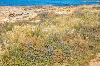 Paphos 'un bahar kıyılarının cazibesi denizin parlak renginden, tuhaf kıyı kayalarından ve büyük ve küçük çiçek açan bitkilerden oluşur.    