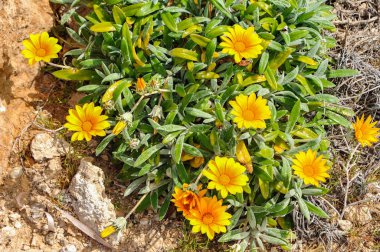 Şubat 'tan Nisan' a kadar sahildeki bahar çiçeklerinin sayısı artıyor. Carpobrotus, gazanias ve kekik Cape Papatya 'nın yanında çiçek açar..    