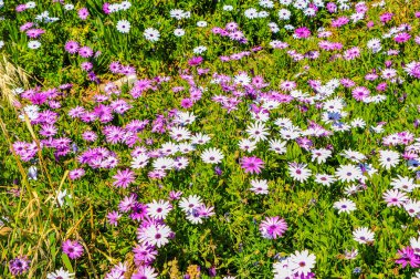 Şubat 'tan Nisan' a kadar sahildeki bahar çiçeklerinin sayısı artıyor. Carpobrotus, gazanias ve kekik Cape Papatya 'nın yanında çiçek açar..    