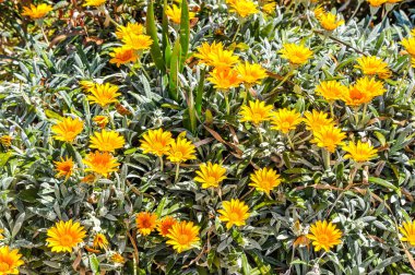 Şubat 'tan Nisan' a kadar sahildeki bahar çiçeklerinin sayısı artıyor. Carpobrotus, gazanias ve kekik Cape Papatya 'nın yanında çiçek açar..    