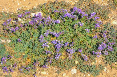 Şubat 'tan Nisan' a kadar sahildeki bahar çiçeklerinin sayısı artıyor. Carpobrotus, gazanias ve kekik Cape Papatya 'nın yanında çiçek açar..    