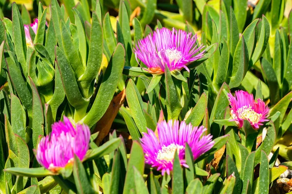 Lutego Kwietnia Rośnie Liczba Wiosennych Kwiatów Wybrzeżu Carpobrotus Gazanias Tymianek — Zdjęcie stockowe