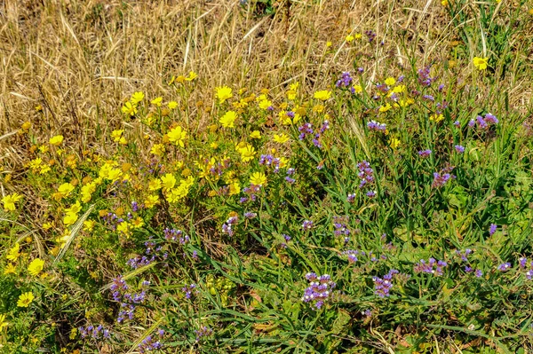 Février Avril Nombre Fleurs Printanières Sur Côte Augmente Carpobrotus Gazanes — Photo