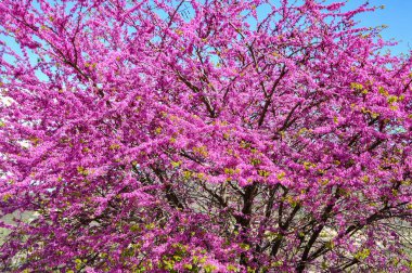 Troodos 'ta bulunan antik şarap yetiştiren Kilani köyü bir dağ nehrinin kıyısında yer almaktadır. Köy, kiliseleri ve pitoresk çevresiyle ünlüdür..     