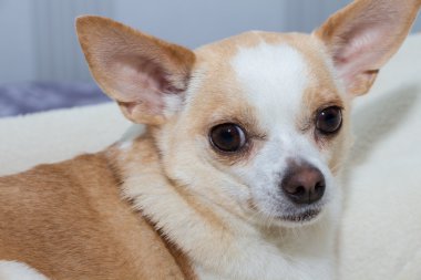 küçük köpek chihuahua yatakta
