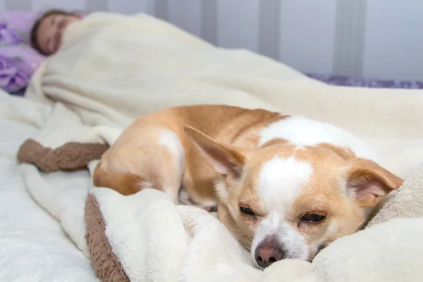 Kis kutya-chihuahua alszik az ágyban — Stock Fotó