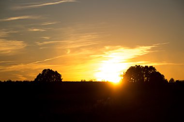 Ağaç güzel gün batımı