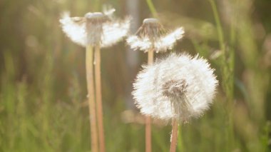Yazın gün ışığında karahindiba görüntüsü