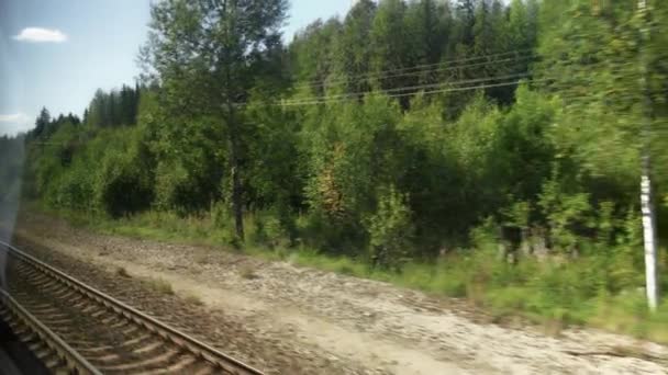 从移动的火车窗口看早秋森林 — 图库视频影像