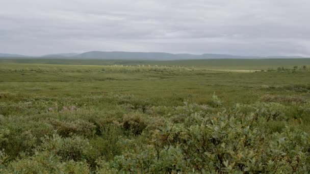 Filmación de tundra otoñal y montañas Urales en día nublado — Vídeos de Stock