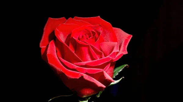 Foto de la flor rosa roja sobre negro —  Fotos de Stock