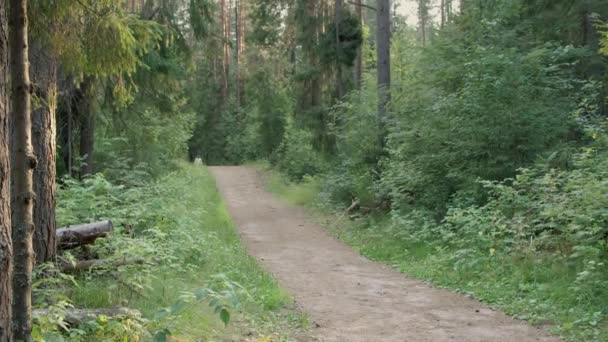 Natáčení šťastný vousatý muž procházky v letním parku — Stock video