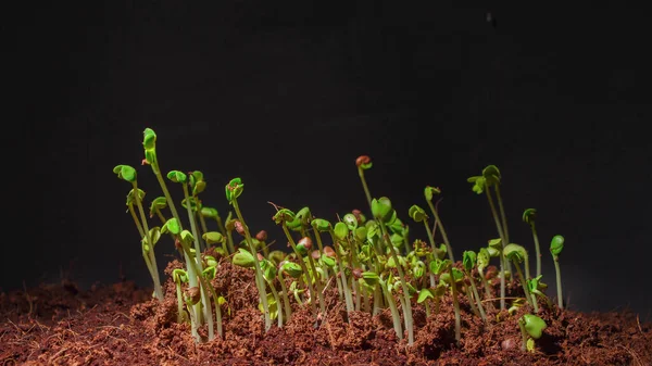 Photo of radish daikon seed germination in dark — Stock Photo, Image
