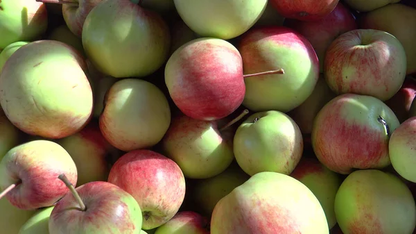 Tournage de pommes fraîches récolte dans la journée ensoleillée — Photo