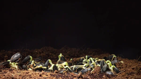Foto de la germinación de semillas de girasol en la oscuridad Fotos De Stock