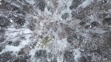 Dron Fly zamanındaki kış ormanı videosu.