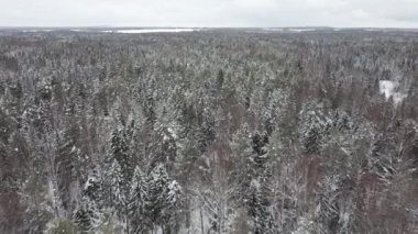 Görüntü, dron sineği sırasında kış ormanlarını içeriyor