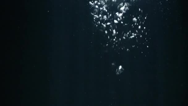 水族館の水中の泡のビデオ — ストック動画
