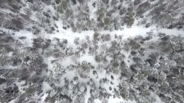 Kuş bakışı bir kış ormanı görüntüsü.