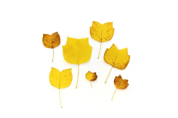 Composition Golden Decorative Autumn Leaves White Background Flat Lay Top — Stock Photo, Image
