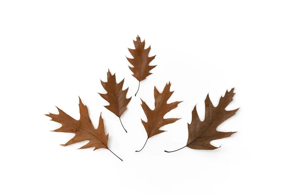 Simple Autumn Arrangement Minimalistic Fall Composition Beautiful Brown Oak Autumn — Stock Photo, Image