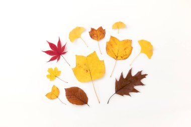 Sonbahar yaratıcı düzenlemeleri terk eder. Dekorasyon, sonbahar deseni. Düz kuru yapraklar uzanıyordu. Mevsimlik deco. 