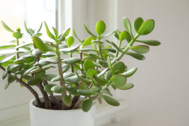 Crassula ovata, yakın plan yeşim taşı fabrikası. Pencere pervazındaki saksıda yeşil yapraklı ev bitkisi. Ev bahçesinde sulu.