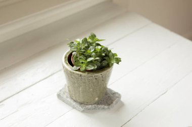 Yukarıdan gelen Fittonia Albivenis (sinir bitkisi), çiçek saksısında beyaz arka planda yetişir. Pencere pervazında büyüyen küçük bir bitki. Süslü ev bitkisi. Acanthaceae