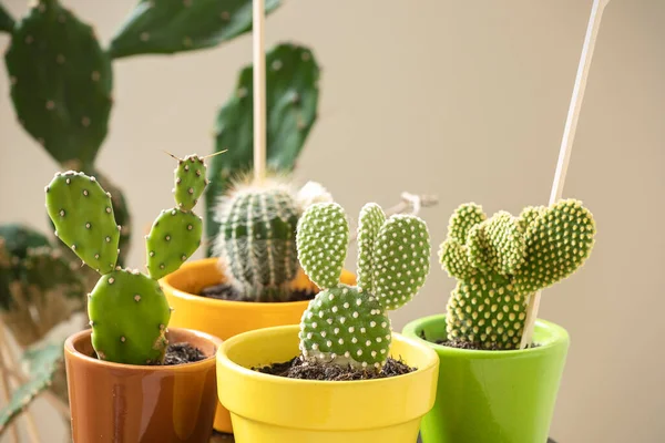 Collezione Mini Cactus Varietà Piante Cactus Carino Hauseplant Vasi Colorati — Foto Stock