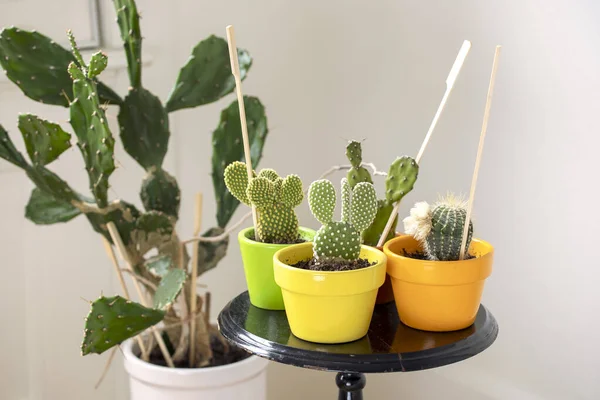 Kolekce Kaktusových Květináčů Různorodost Roztomilých Kaktusíků Rostliny Barevných Květináčích — Stock fotografie