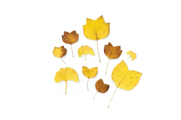 Composition Golden Decorative Autumn Leaves White Background Flat Lay Top — Stock Photo, Image