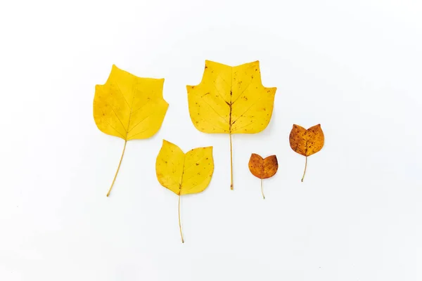 Composição Folhas Outono Bordo Decorativas Douradas Fundo Branco Flat Lay — Fotografia de Stock