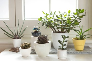 Çeşitli ev bitkilerinden oluşan bir grup. Pencerenin yanındaki odada saksı bitkileri var. Kaktüs ve sulu düzenleme, modern tarz, modaya uygun moda, ev dekorasyonu.