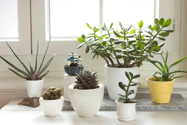 Skupina Různých Domácích Rostlin Uvnitř Sada Květináčů Pokoji Okna Kaktusy — Stock fotografie
