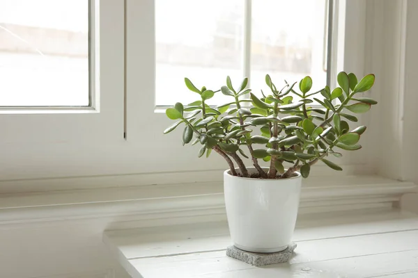 Crassula Ovata Okna Bílém Pozadí Nefritová Rostlina Doma Houseplant Květináči — Stock fotografie