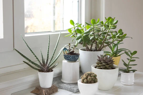 Collection Various Houseplants Close Set Potted Plants Bright Room Window — Foto Stock