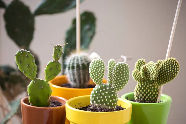 Cute Mini Cactus Close Variety Cute Cacti Plants Hauseplant Colourful — Stock fotografie