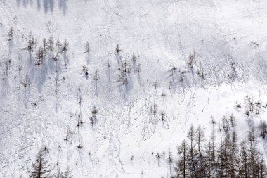 Nature Snow texture winter background.  Steep slope, extreme terrain, high mountains. Abstract textured background, rocky wall covered with snow, textured surface, silhouettes of fir trees.