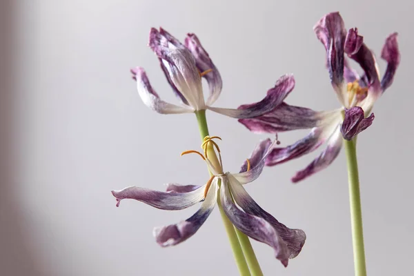 Buchet Flori Lalele Uscate Violet Fundalul Peretelui Natură Statică Passage — Fotografie, imagine de stoc