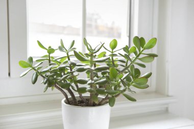 Crassula ovata, pencerenin yanındaki yeşim taşı fabrikası. Pencere pervazındaki saksıda yeşil yapraklı ev bitkisi. Ev bahçesinde sulu.