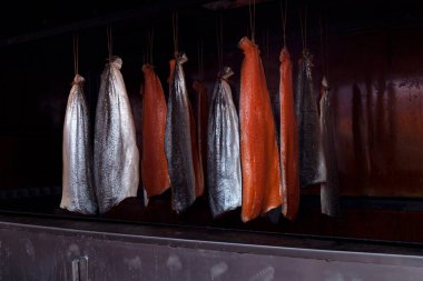 Salmon fish hanging in smokehouse. Smoked fish, traditional way of fish preserving.