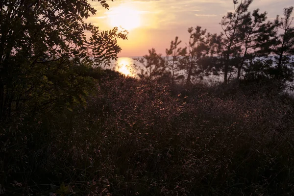 Sunset Warm Light Effect Grass Trees Dark Silhouette Orange Light — Stockfoto