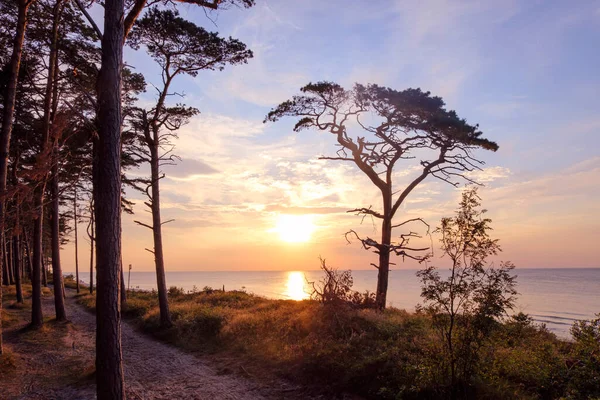 Scenic sunset with dark silhouette of pine tree by the sea. Orange light, sunset coastal wood landscape. Baltic sea nature by summer evening. 