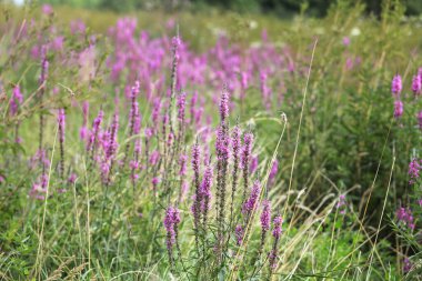 Meadow with violet purple blooming wild flowers.
