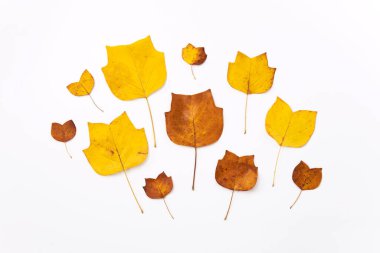 Beyaz arka planda altın dekoratif sonbahar yapraklarının kompozisyonu. Düz, üst görünüm en az nötr çiçek aranjmanı. Zarif mevsimlik dekorasyon.