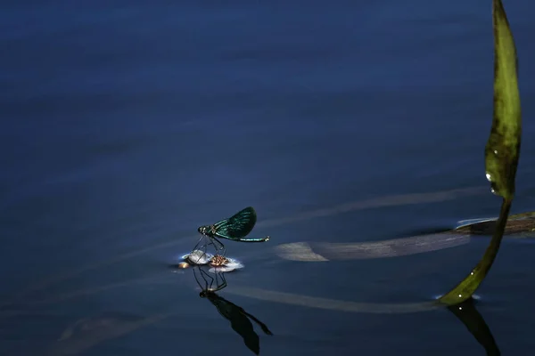 Turquoise dragonfly by night seat on white flower above water surface close-up. Shiny damselfly low key, water pond wildlife.